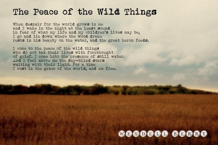 The Peace of Wild Things